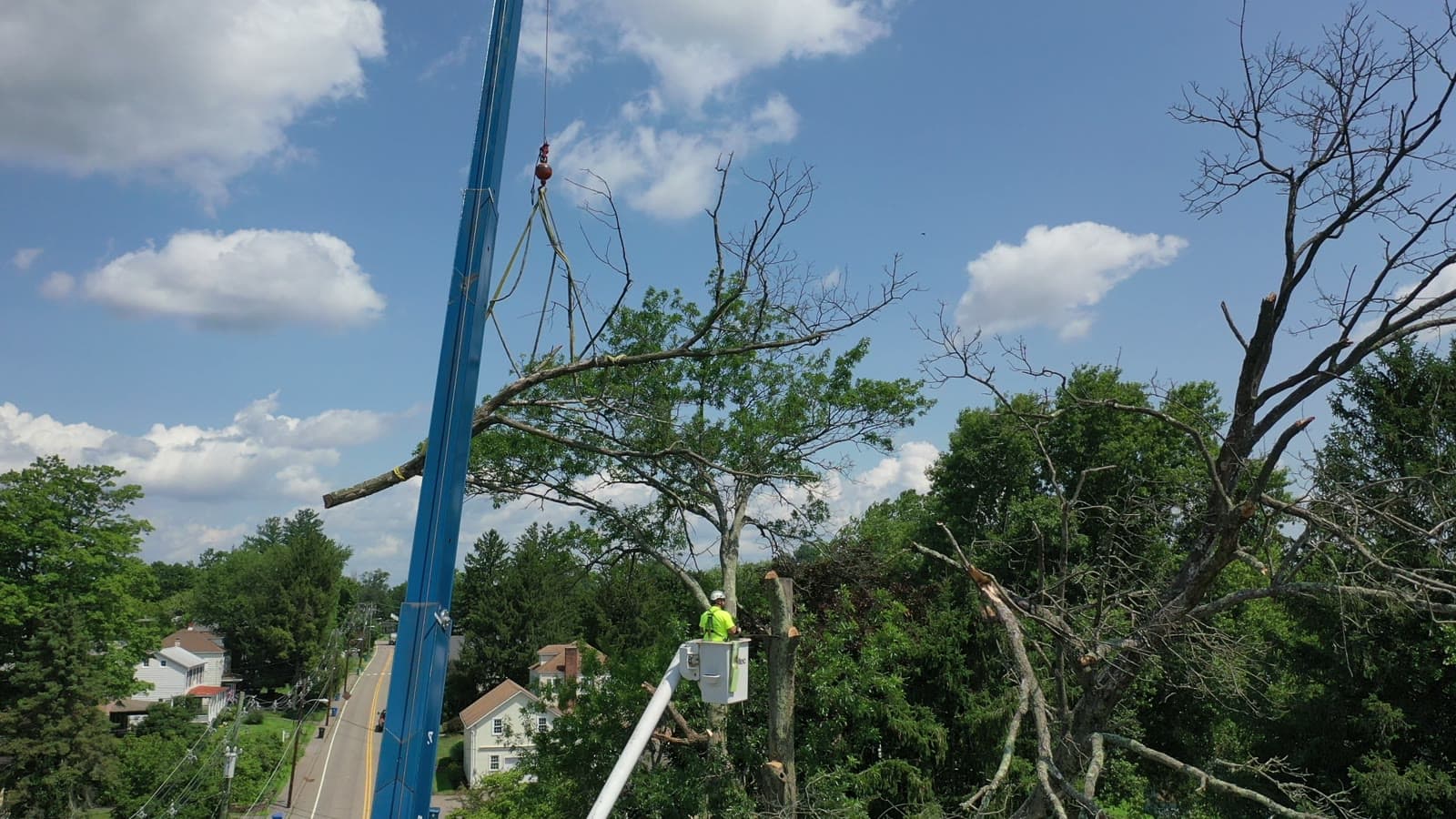 Tree Removal