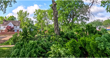 Tree Techs providing deep root fertilization service for healthier trees in New Jersey
