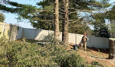 Tree Techs crew pruning tall pine tree in New Jersey residential yard