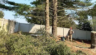 Tree Techs crew pruning tall pine tree in New Jersey residential yard