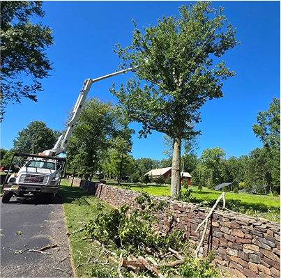 Tree Techs bucket truck pruning large tree branches in New Jersey