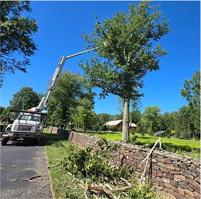 Tree Techs bucket truck pruning large tree branches in New Jersey