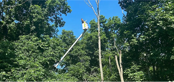 Forestry thinning project with Tree Techs improving tree health and property safety.