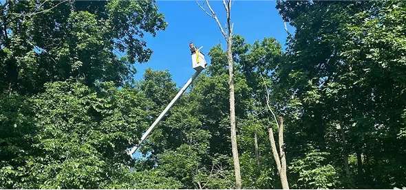 Forestry thinning project with Tree Techs improving tree health and property safety.
