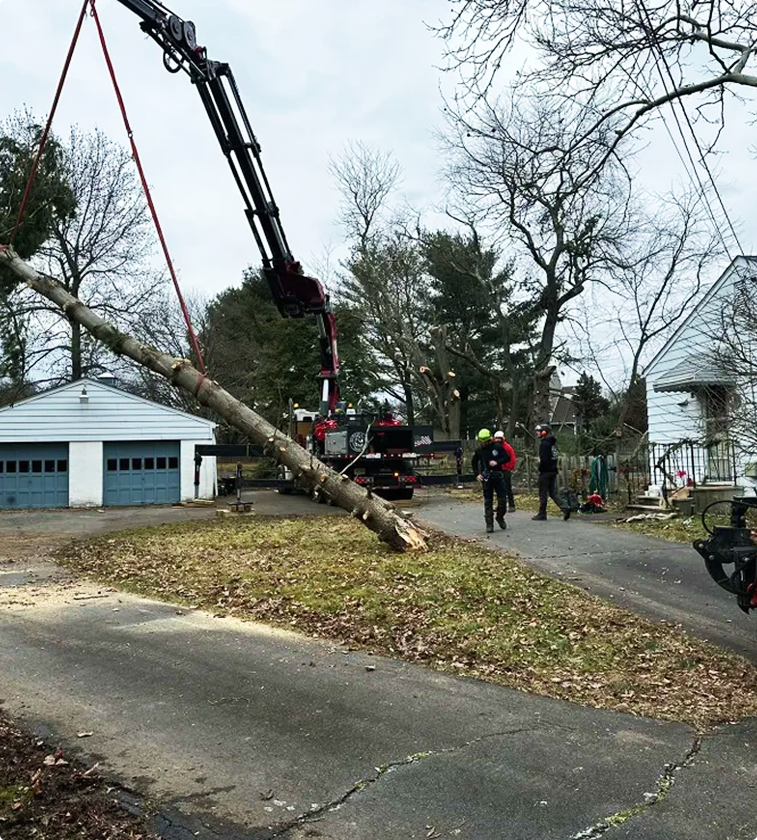 Tree Techs crew safely removing large tree with specialized equipment in New Jersey