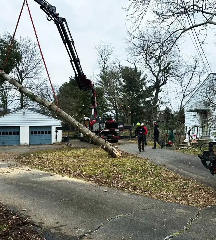 Tree Techs crew safely removing large tree with specialized equipment in New Jersey