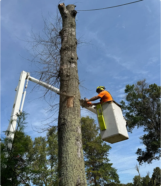 Tree Techs professional carefully trimming large tree during step-by-step tree care process in New Jersey.