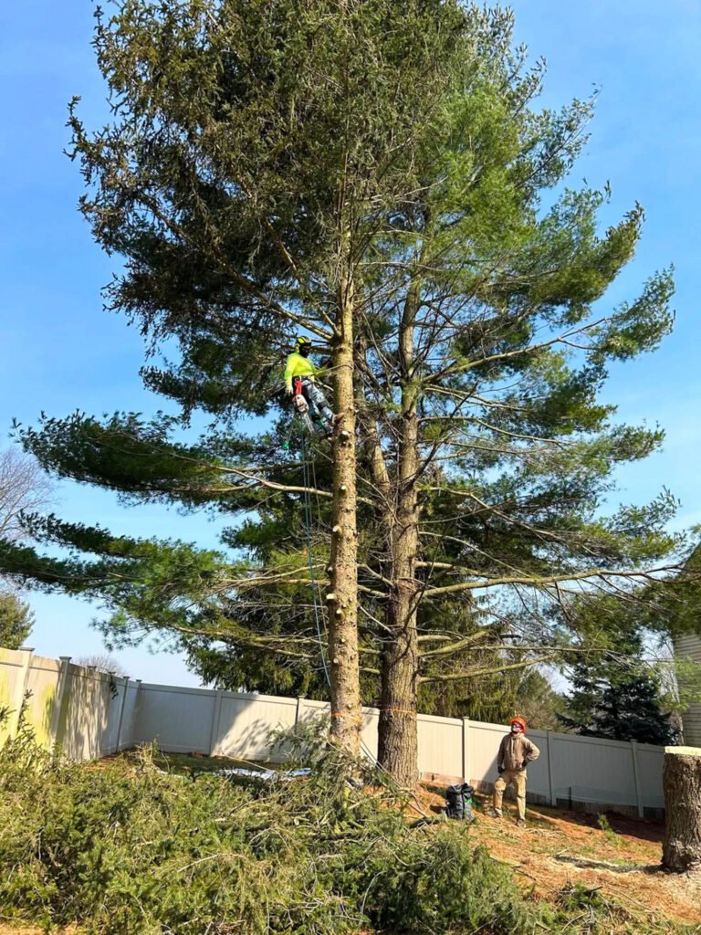 Certified arborists trimming trees in Franklin Township NJ | Tree Techs NJTC #939818