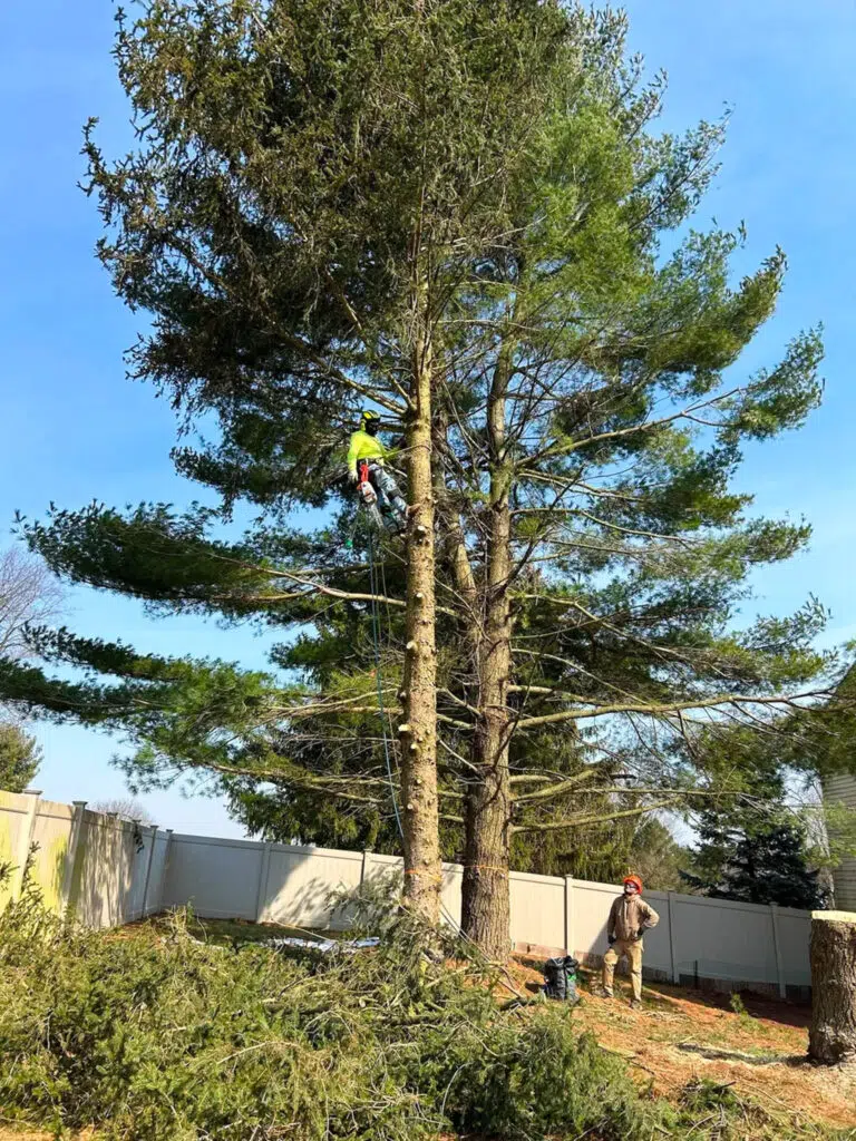 Tree trimming and canopy shaping in Phillipsburg NJ | Tree Techs NJTC #939818