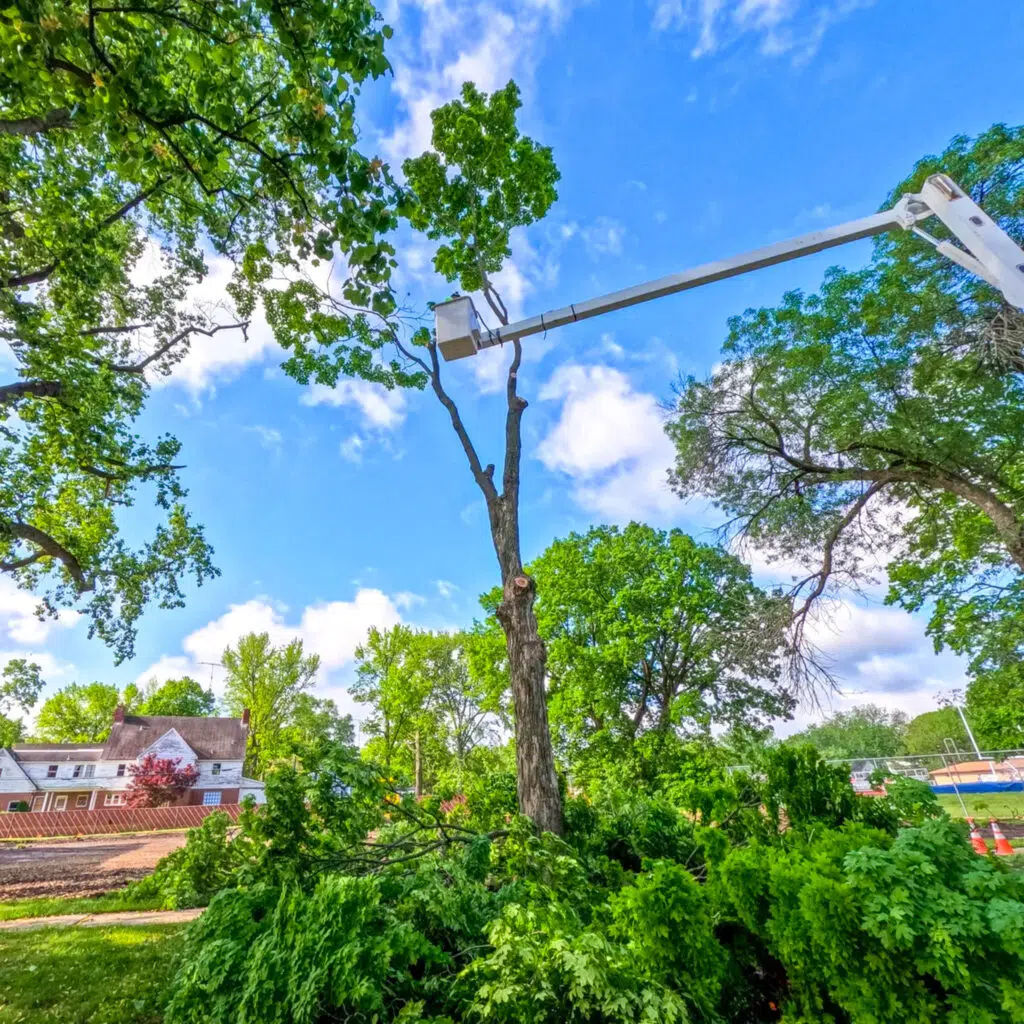 Deep root fertilization treatment for trees in Washington Township NJ to boost growth and resilience