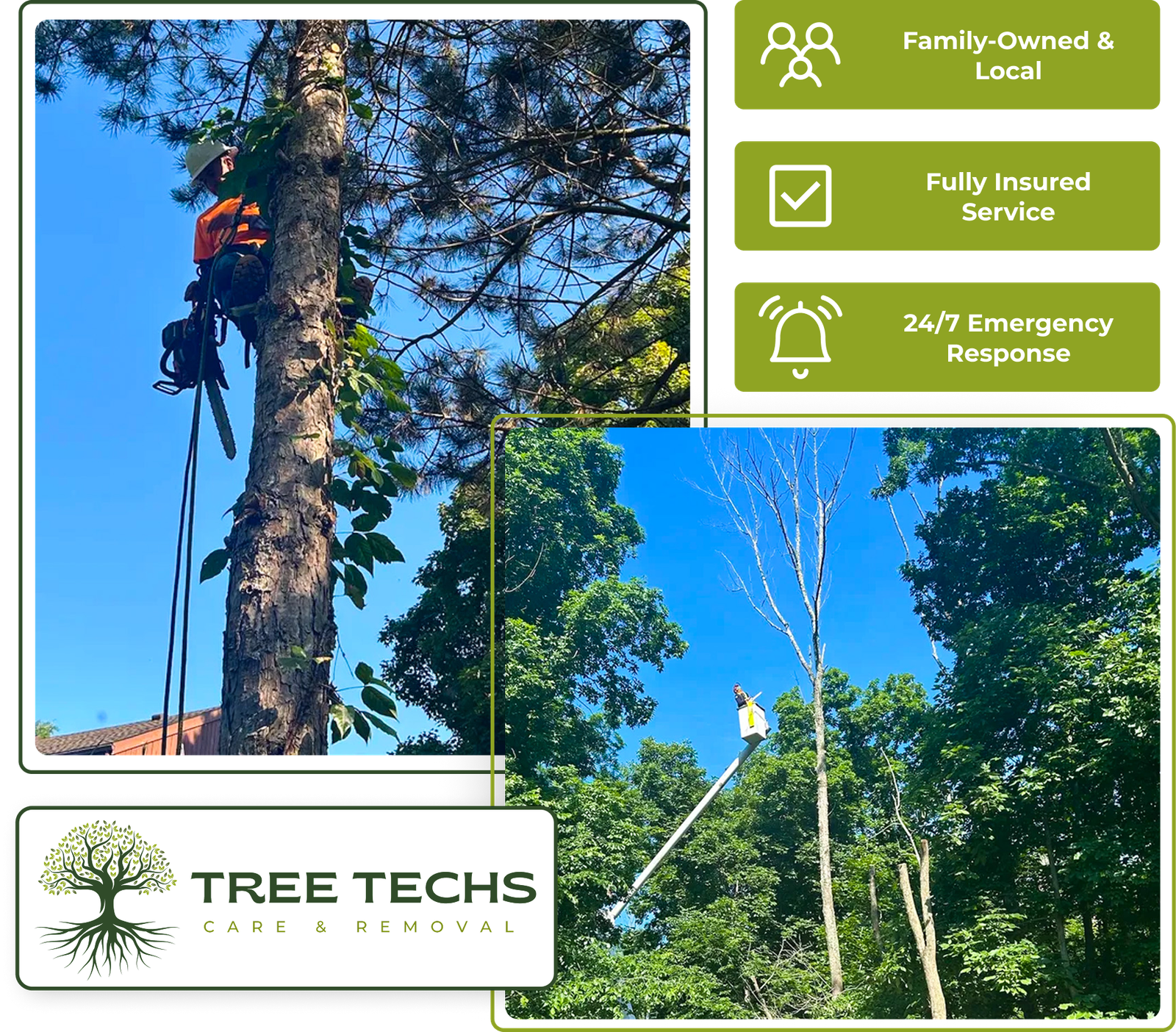 Tree Techs shaping a tree canopy to improve growth and appearance.