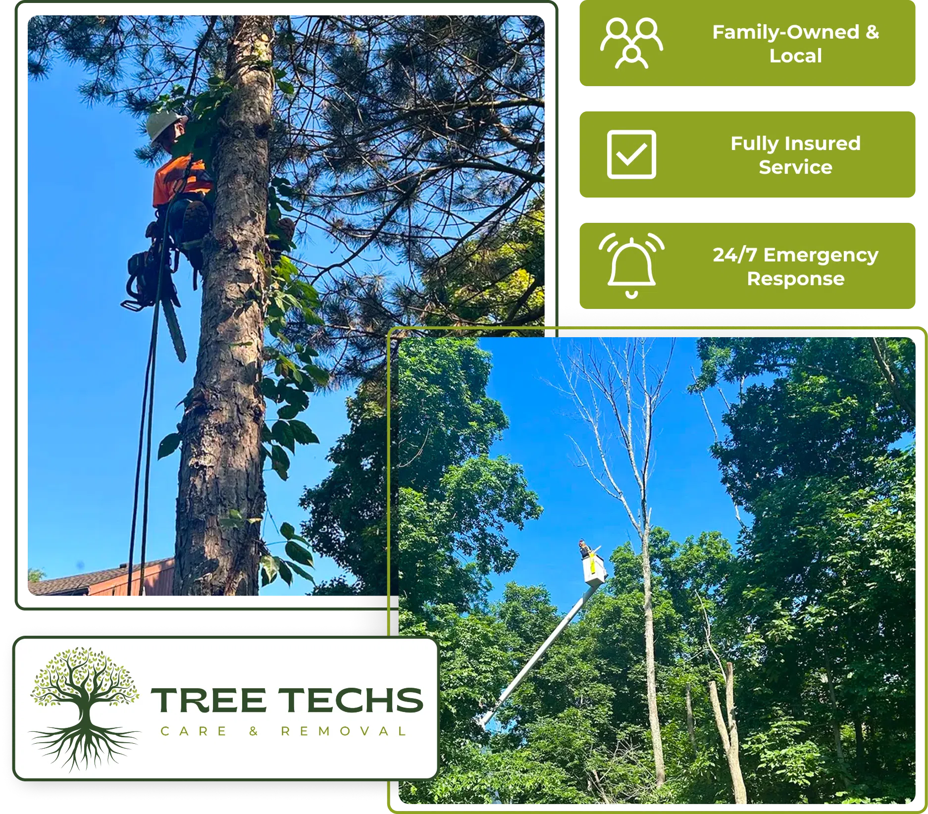 Tree Techs shaping a tree canopy to improve growth and appearance.