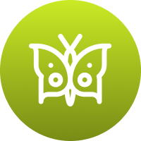 Icon symbolizing improved woodland ecosystem health.